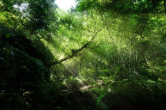 Dharma Master Cheng Yen